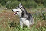 SIBERIAN HUSKY 282